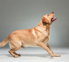 German Shepherd for sale