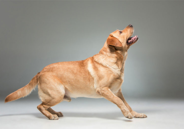 German Shepherd for sale